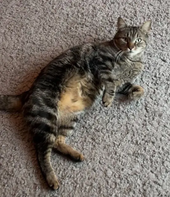 chat lost   33400 Talence Boudoir