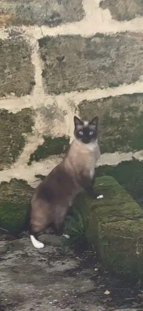 Kater vermisst 33750 Baron Brol Kater lost 33750 Baron Brol