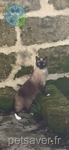 gato perdido 33750 Baron Brol gato lost 33750 Baron Brol