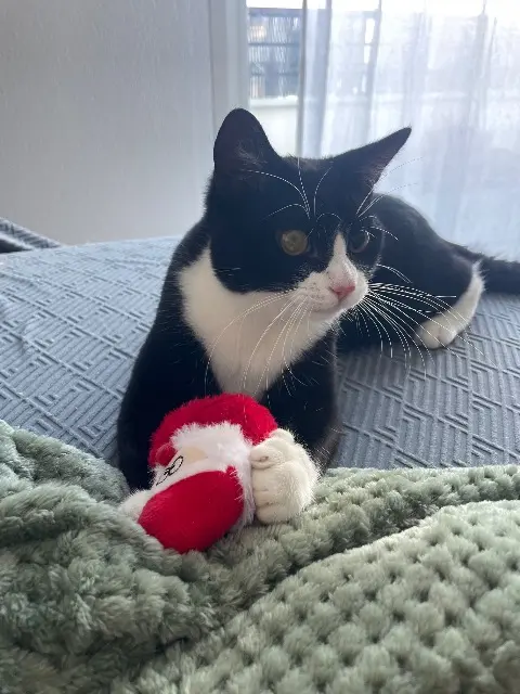 chat lost   33500 Libourne Bruce