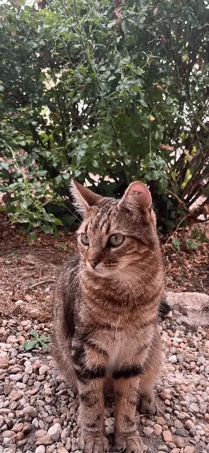 chat lost   33230 Guîtres Camarao