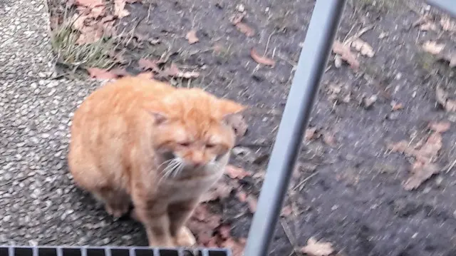 cat lost   33114 Le Barp Caramel