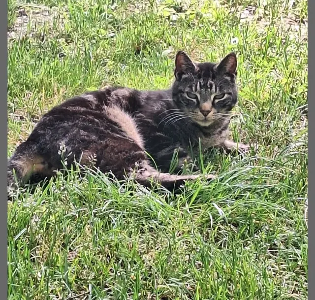 chat lost   33620 Laruscade Chacha