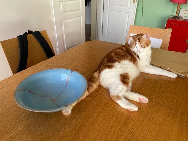 chat lost   33120 Arcachon Chachou