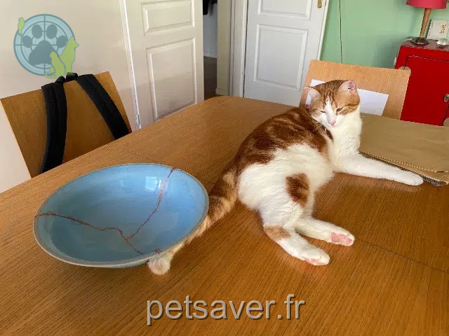 Kater vermisst 33120 Arcachon Chachou Kater lost 33120 Arcachon Chachou