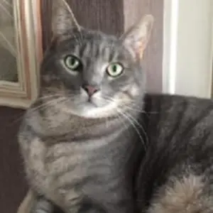 chat lost   33730 Noaillan Charly
