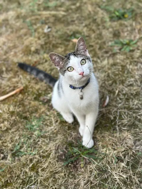 chat lost   33470 Le Teich Chaussette