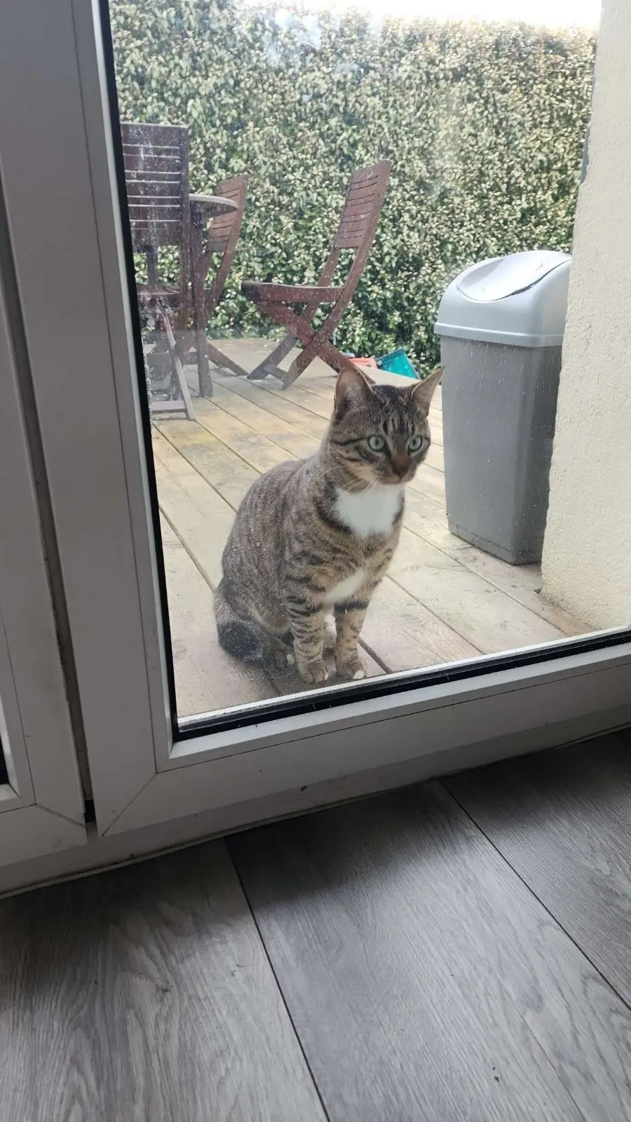 Chat Perdu 33 Gironde - Chessire