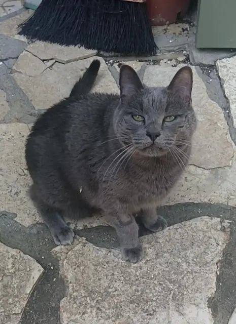 chat lost   33490 Saint-Pierre-d'Aurillac Chester