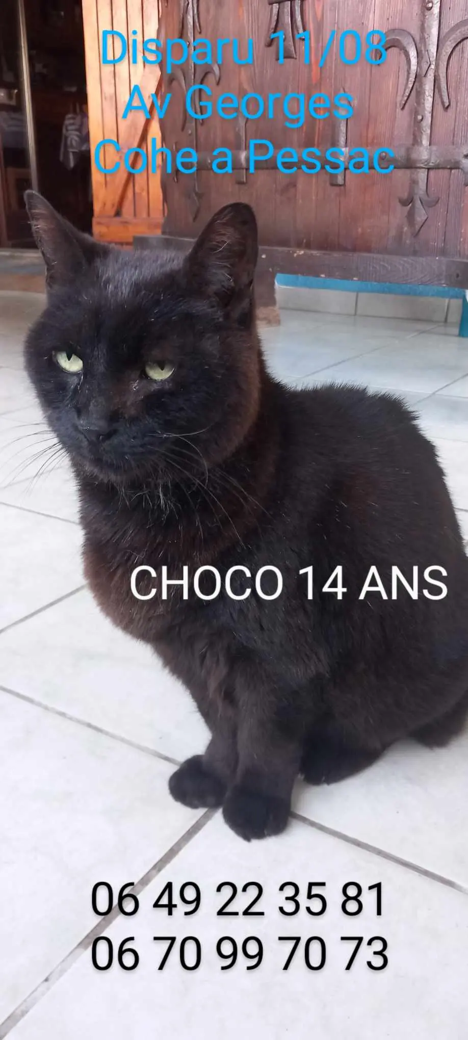 Chat Perdu 33 Gironde - Choco Chat Perdu 33 Gironde - Choco