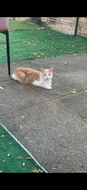 chat lost   33700 Mérignac Chouchou