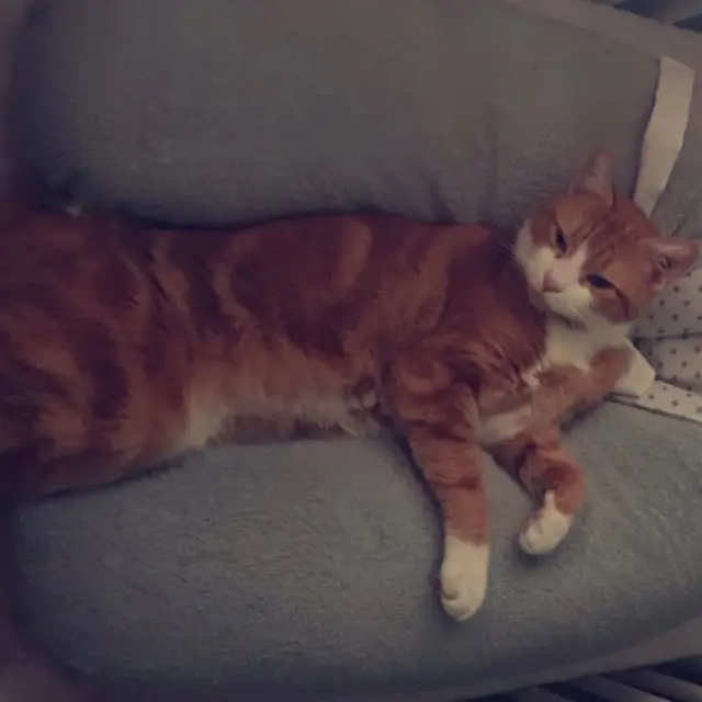 chat lost   33440 Ambarès-et-Lagrave Chuky