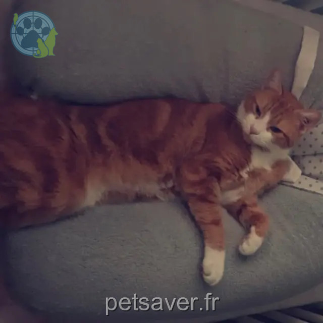 cat lost 33440 Ambarès-et-Lagrave Chuky cat lost 33440 Ambarès-et-Lagrave Chuky