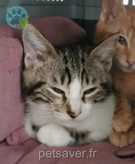 gato lost 33720 Budos Clyde