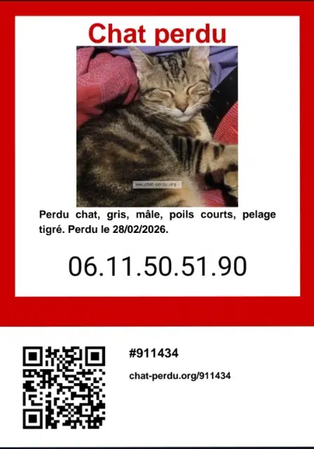 chat lost   33270 Floirac Cody