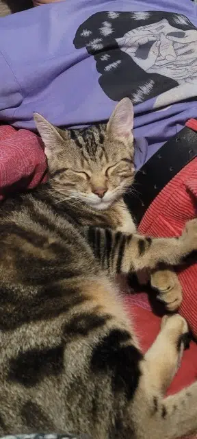 chat lost   33270 Floirac Cody