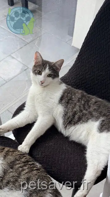 chat lost   33380 Biganos Cookie