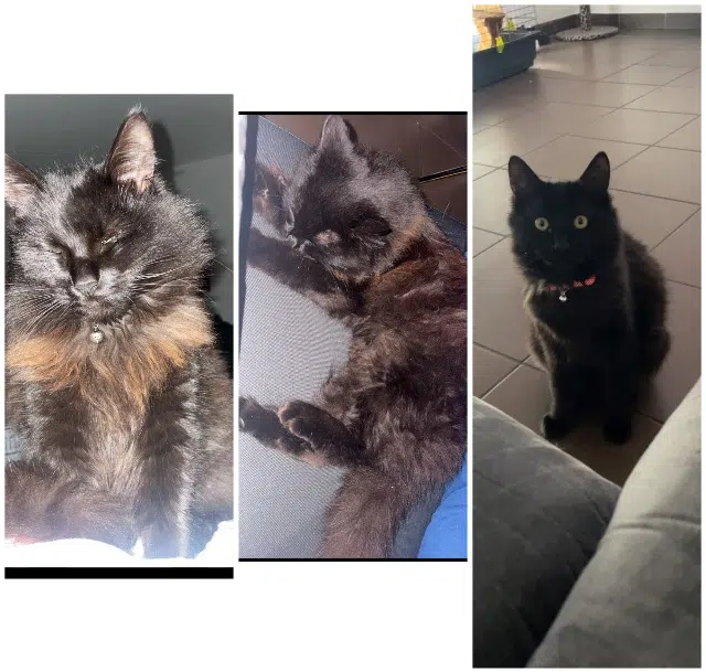 chat lost   33700 Mérignac Cookie