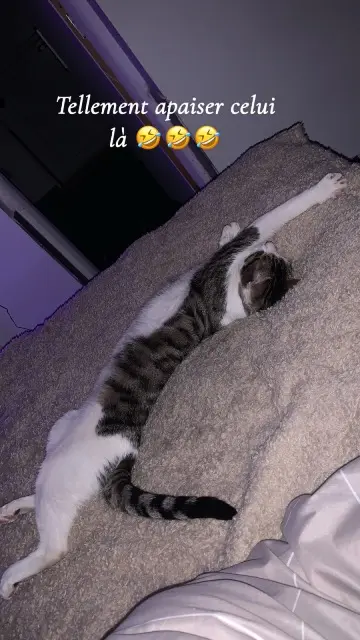 chat lost   33750 Camarsac Cookie