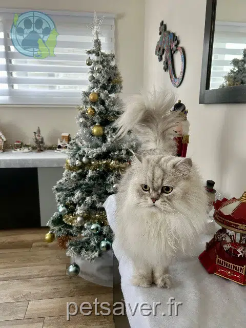 César