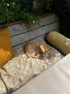 Chat Perdu 33 Gironde Chat Perdu 33 Gironde