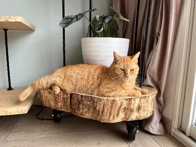 chat lost   33230 Lagorce Dexter