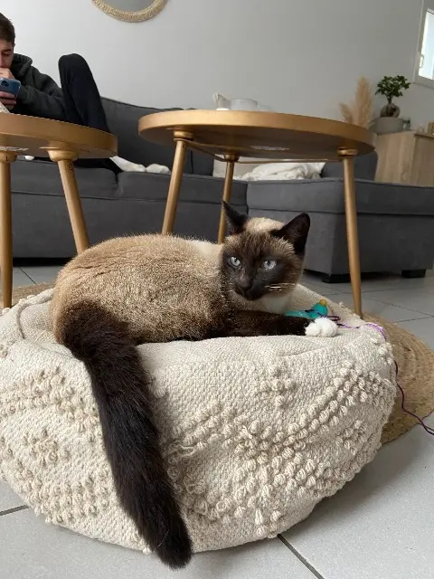 chat lost   33140 Villenave-d'Ornon Didou