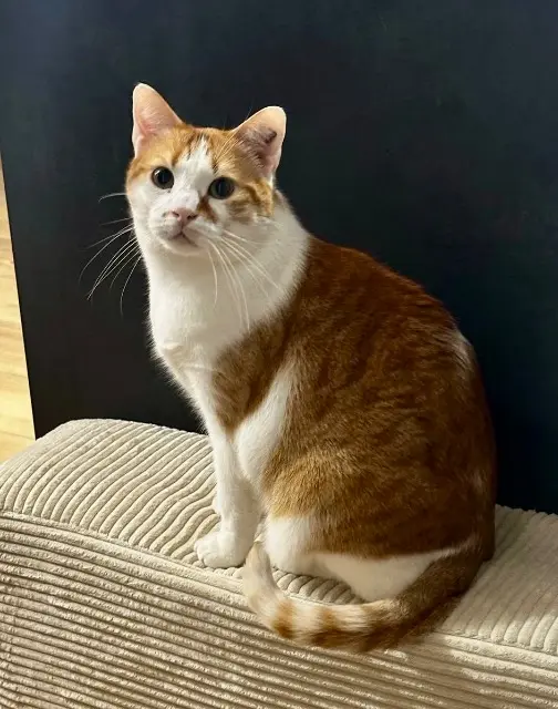 chat lost   33140 Villenave-d'Ornon Dipsy
