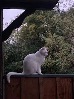 chat lost   33150 Cenon Django