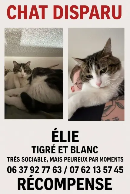 chat perdu 33310 Lormont Elie chat lost 33310 Lormont Elie