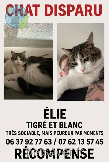 Kater vermisst 33310 Lormont Elie Kater lost 33310 Lormont Elie
