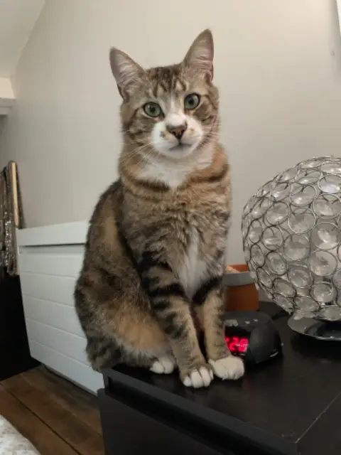 chat lost   33500 Libourne Elio