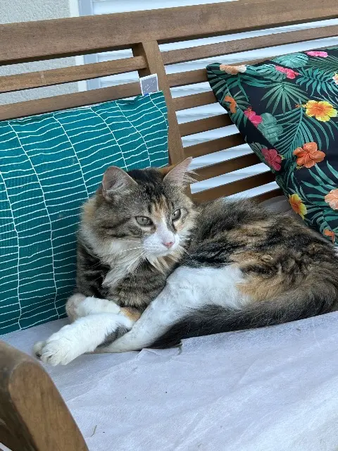 chat lost   33420 Espiet Yuni