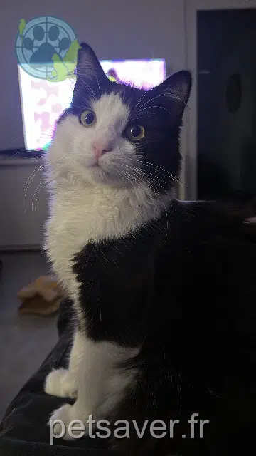 chat lost   33140 Villenave-d'Ornon Esquie