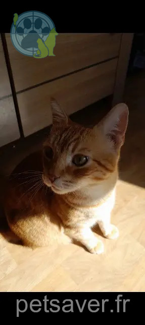 gatto perso 33130 Bègles Fanta gatto lost 33130 Bègles Fanta