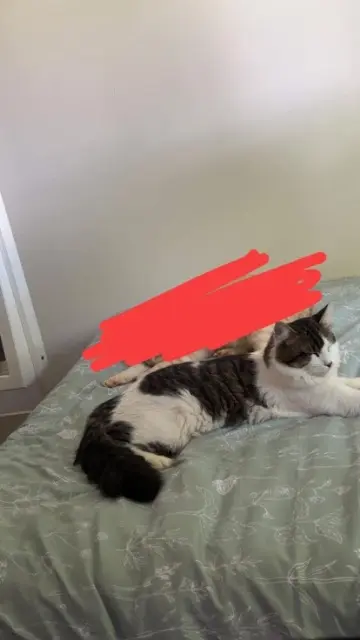 chat lost   33620 Cavignac Febres