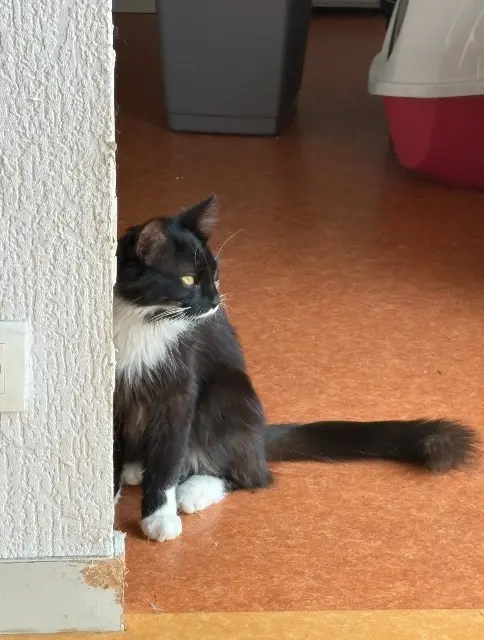 chat lost   33140 Villenave-d'Ornon Figaro