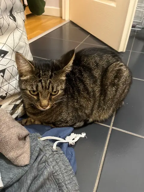 chat lost   33140 Villenave-d'Ornon Flowky