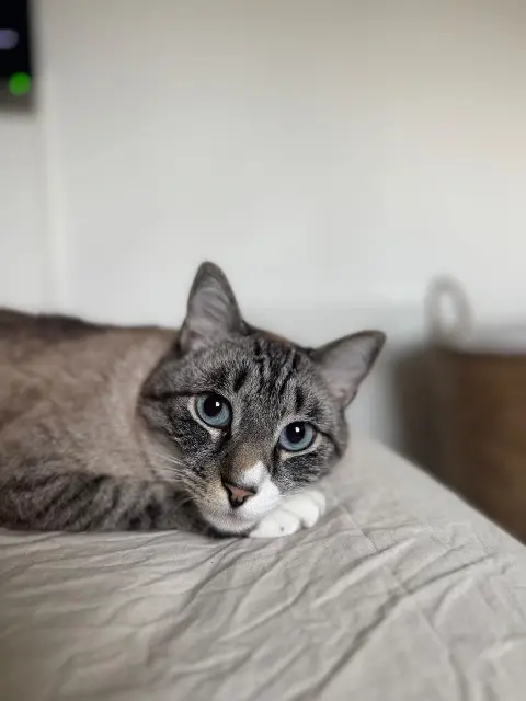 chat lost   33520 Bruges Fury