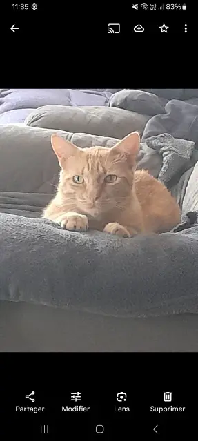 chat lost   33640 Arbanats Garfield