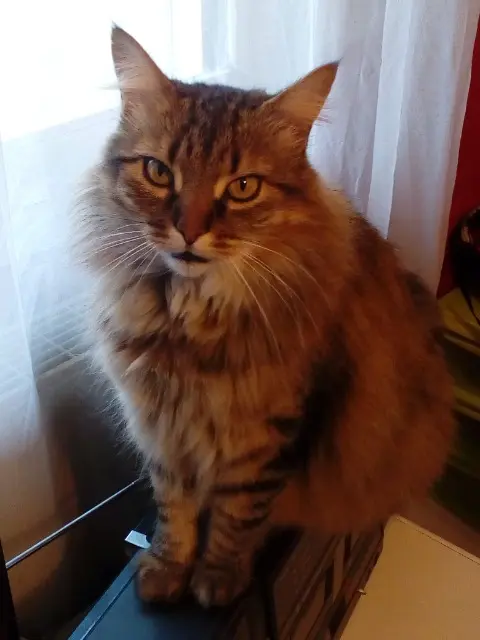 chat lost   33170 Gradignan Gargouille