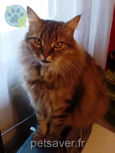 cat lost 33170 Gradignan Gargouille cat lost 33170 Gradignan Gargouille