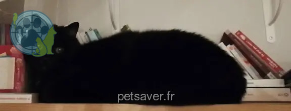 Chat Perdu 33 Gironde - Gasko Chat Perdu 33 Gironde - Gasko