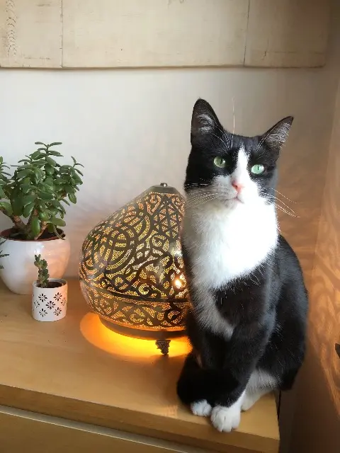 chat lost   33110 Le Bouscat Gaston