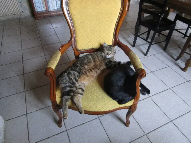 gato perdido 33850 Léognan Glaçon gato lost 33850 Léognan Glaçon