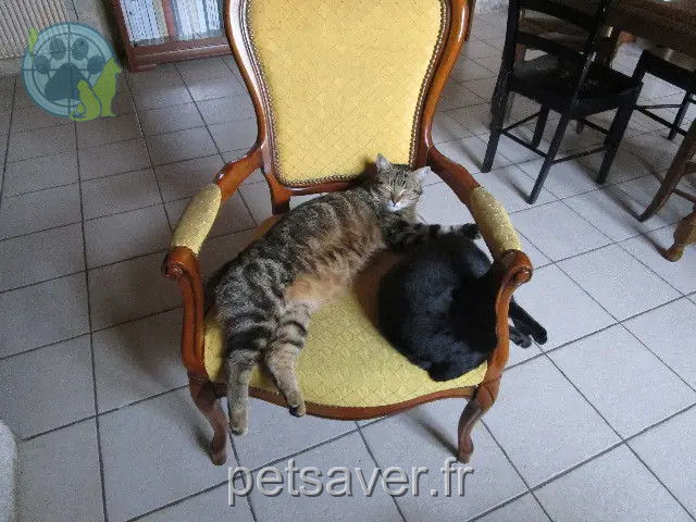 gato perdido 33850 Léognan Glaçon gato lost 33850 Léognan Glaçon
