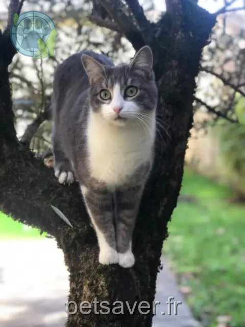 chat perdu 33520 Bruges Glu chat lost 33520 Bruges Glu