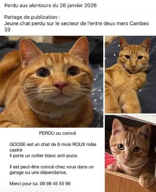 chat lost   33880 Cambes Goose