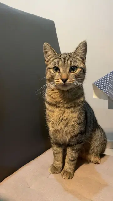 chat lost   33640 Portets Gousi
