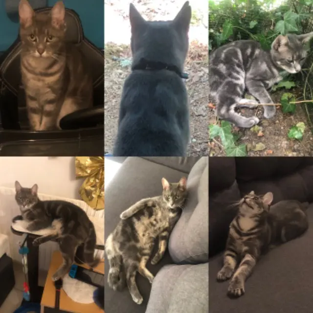 chat lost   33590 Grayan-et-l'Hôpital Tsuki
